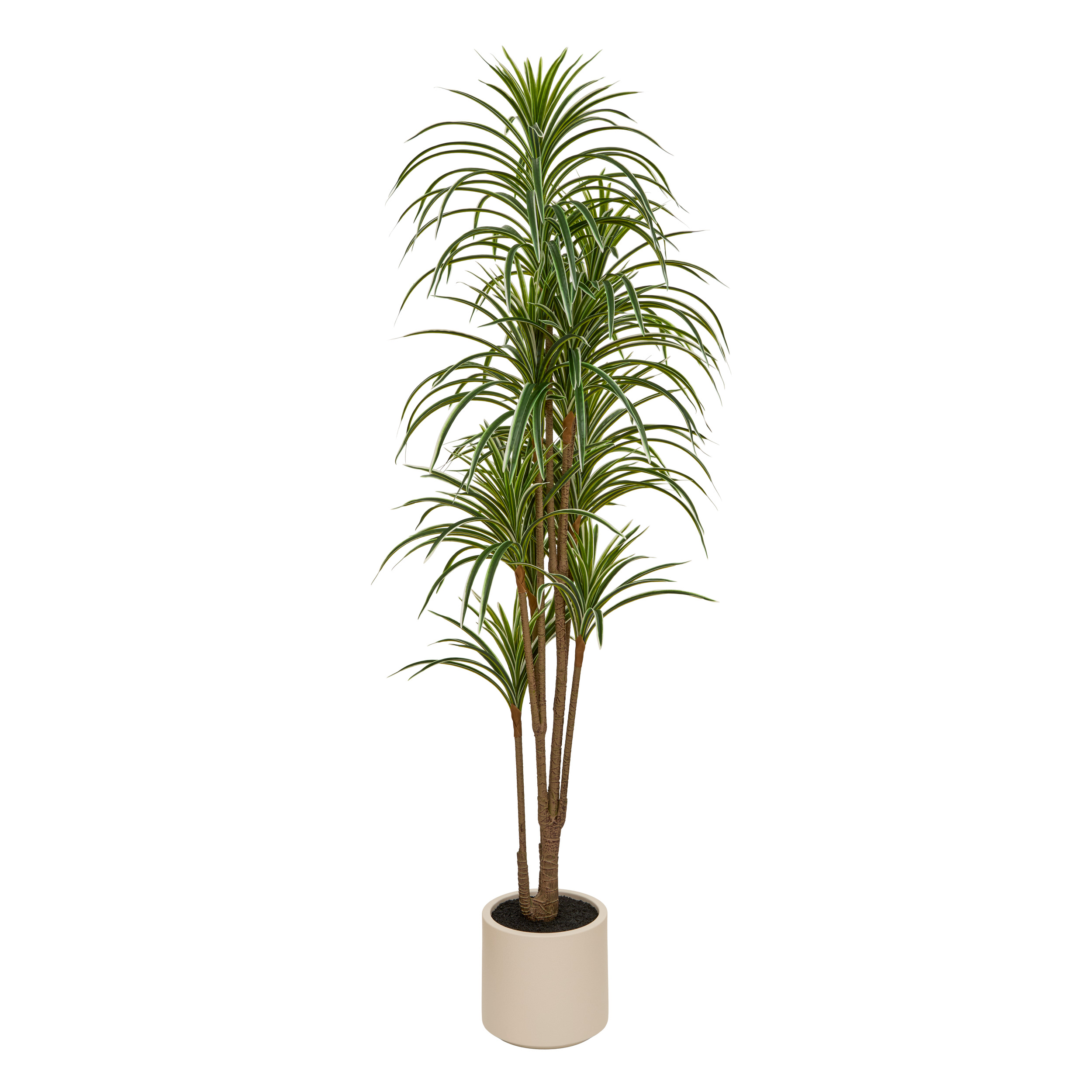 GREEN DRACENA WHT POT EDI H180
