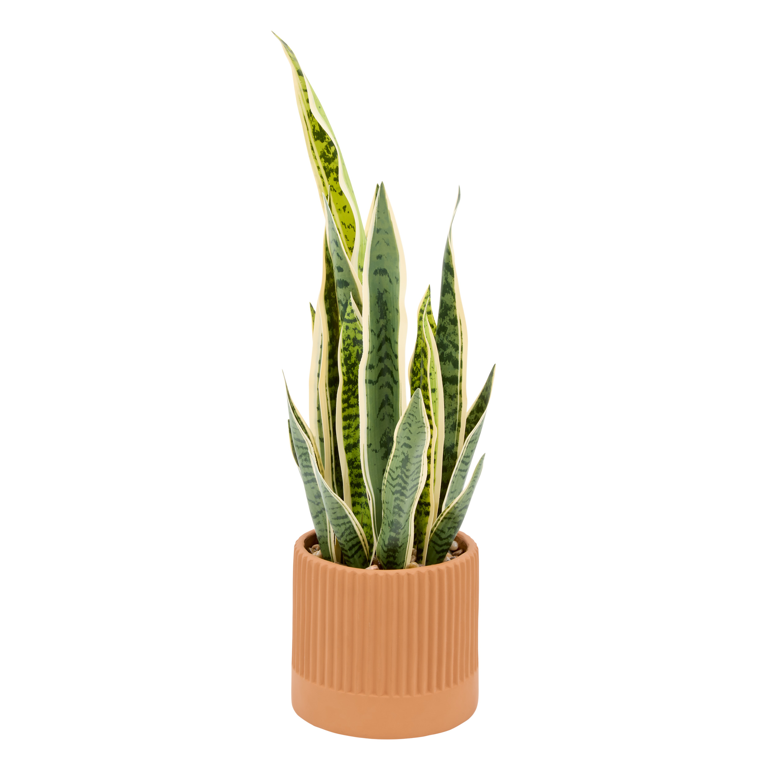 SANSEVIERIA CRMC POT NIPPO H78