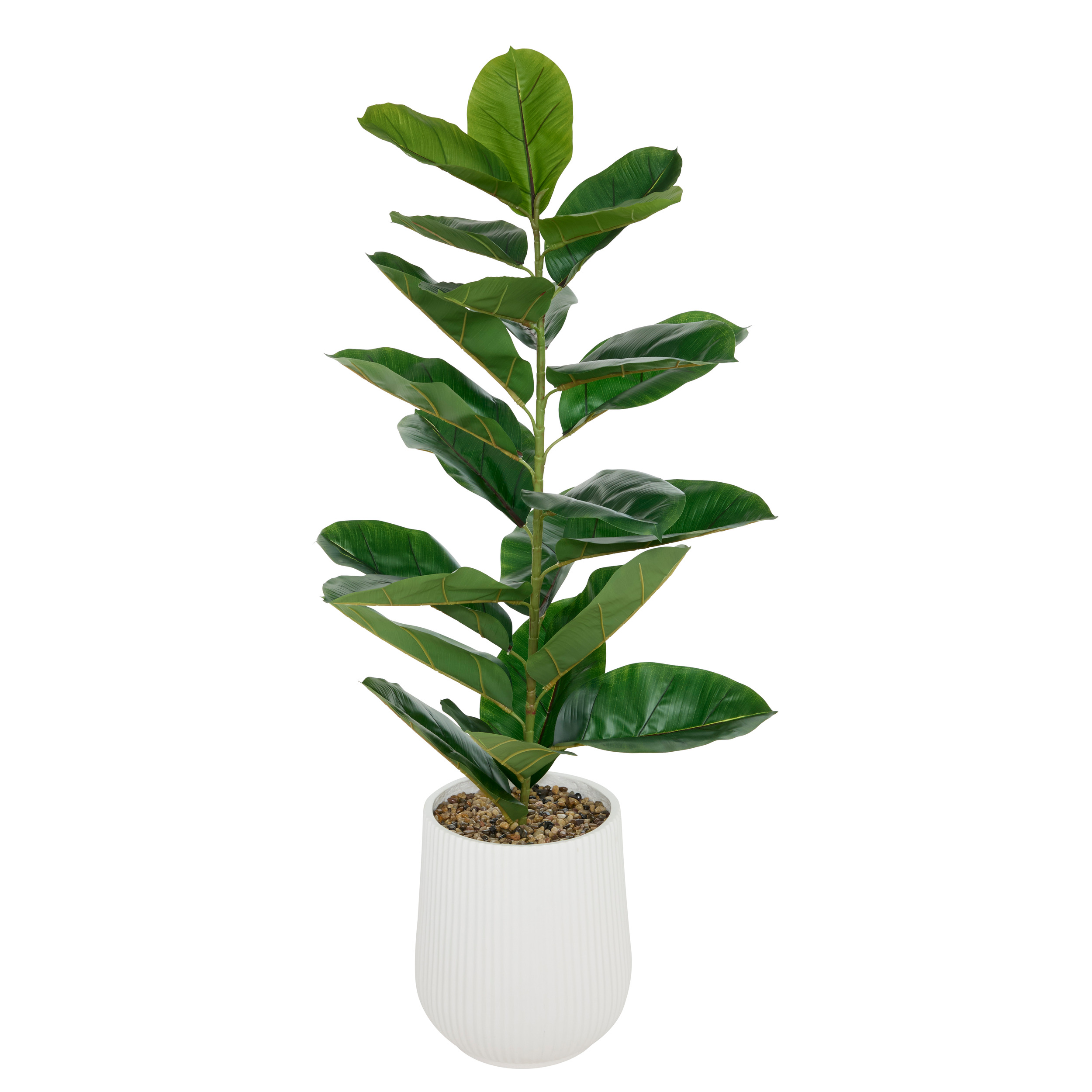 FICUS STRIPED POT SKY H145