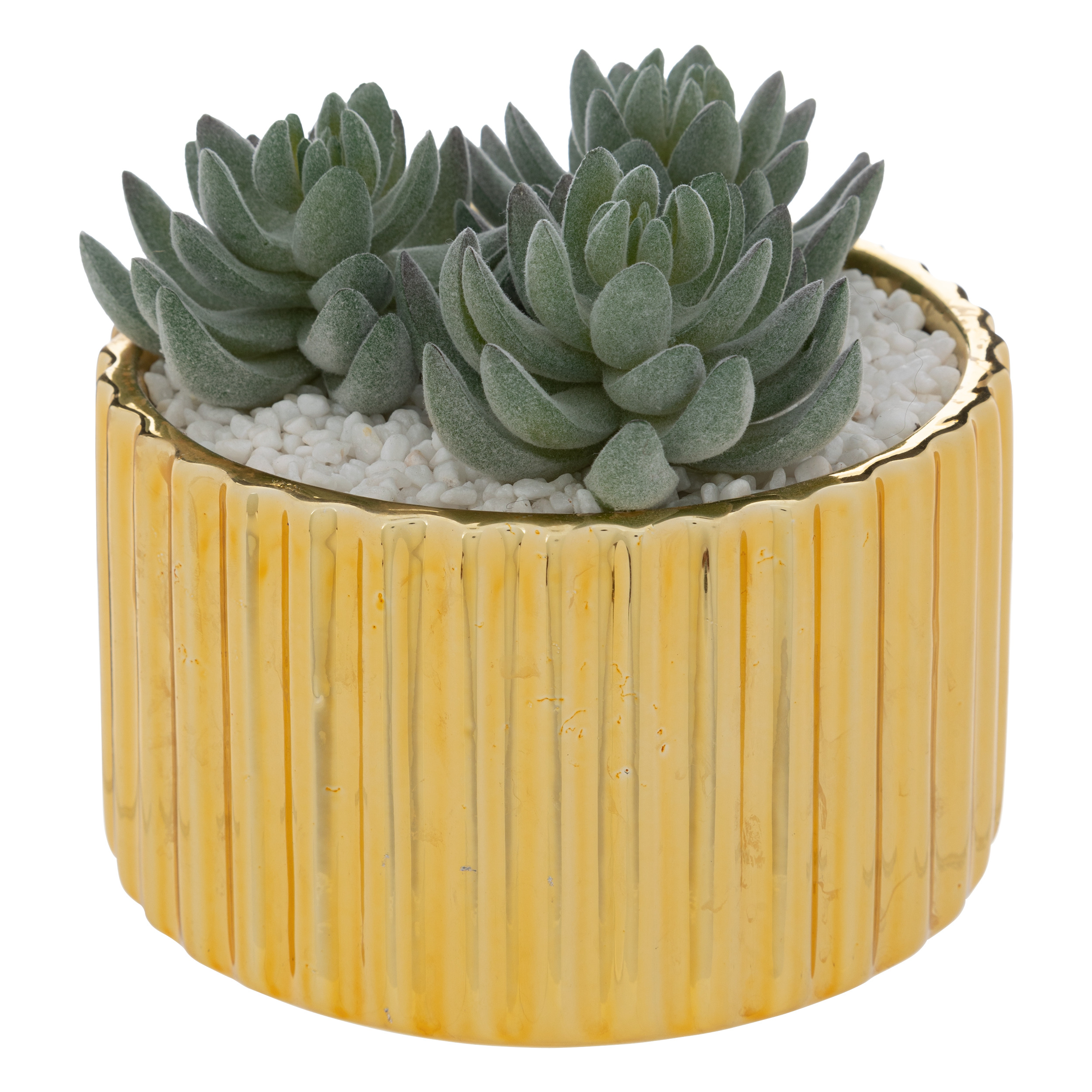 PLANT W/ GOLD CRMC POT COL H12