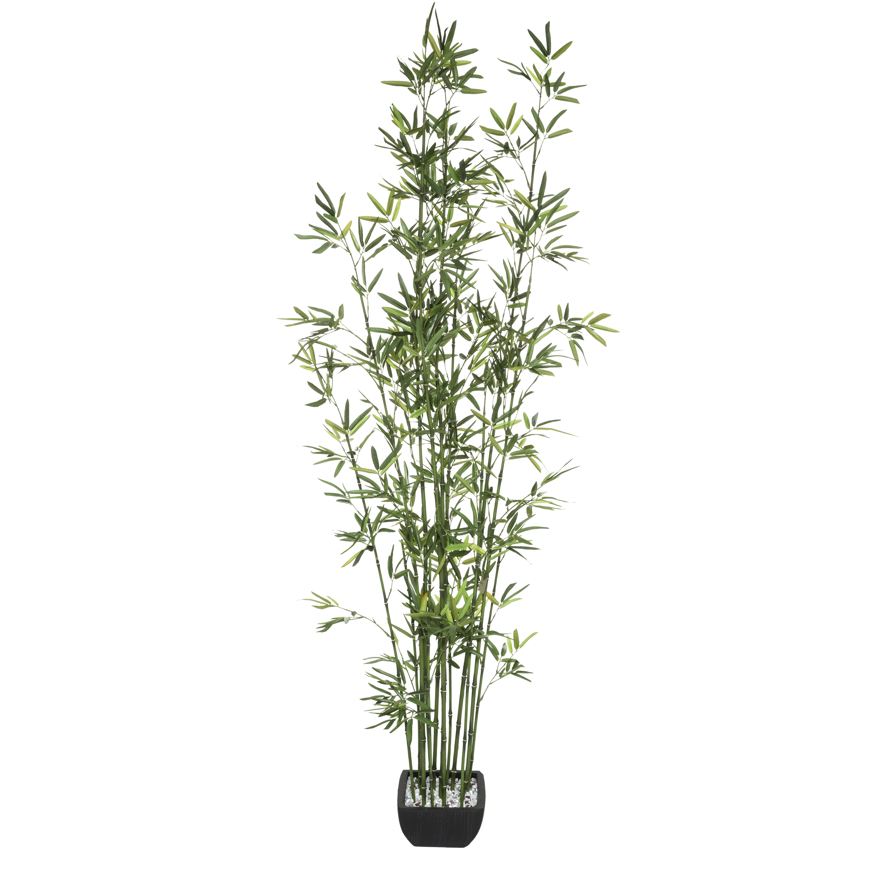 BAMBOO CRMC POT H180